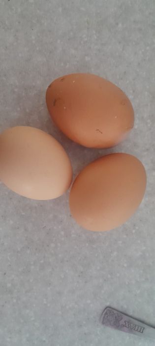 Яйцо Яйцо Яйцо куриное