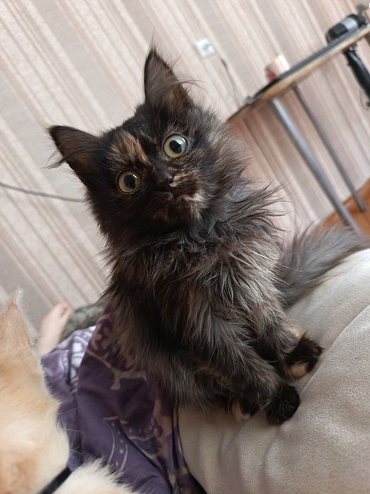 Отдаю котят в добрые руки
