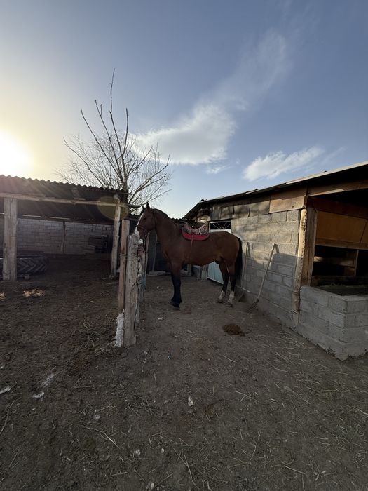 Айғыр сатылады !