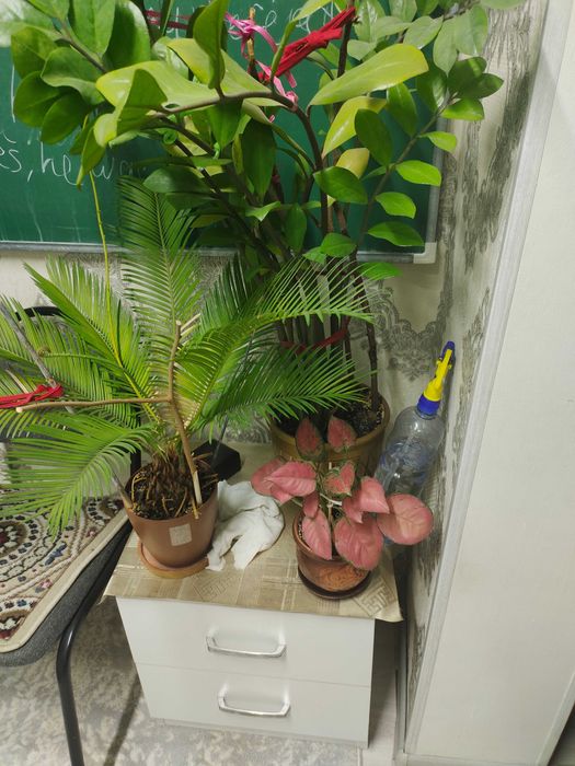 Комнатные цветы  в горшках