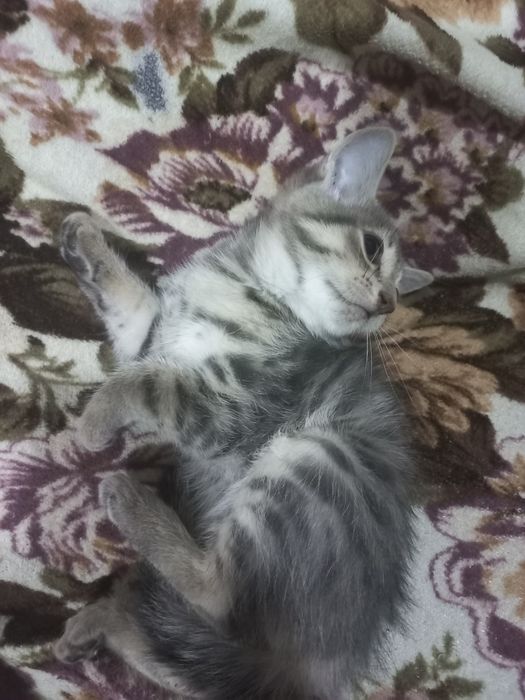 Отдам котёнка в добрые руки