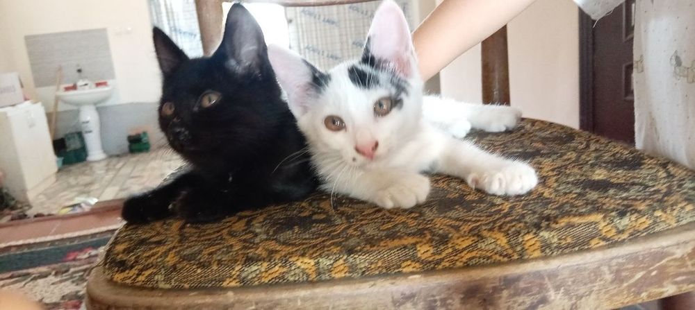 Котенок бесплатно