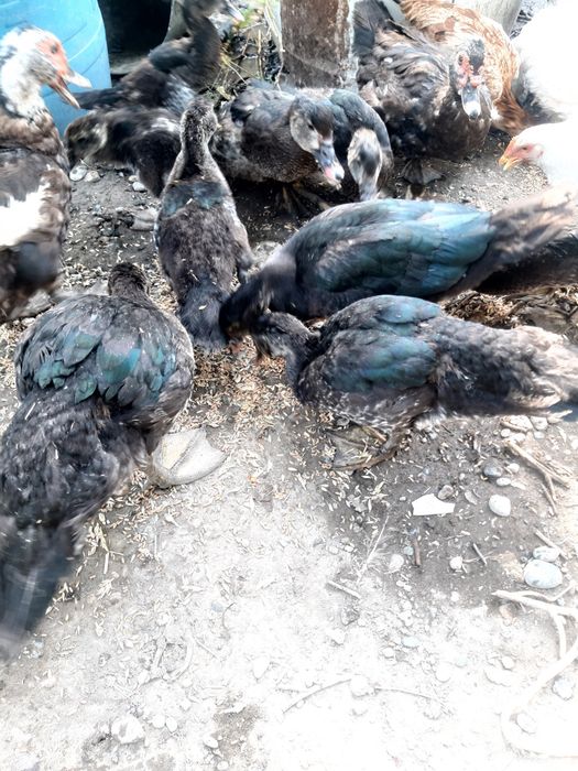 Цыплята ,чужалар ХайЛайн порода