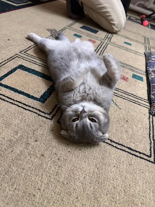 Viyaska, nasil olish uchun o'g'il mushuk