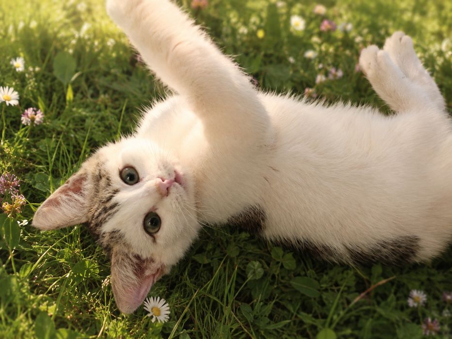Котенок мальчик ищет себе семью!