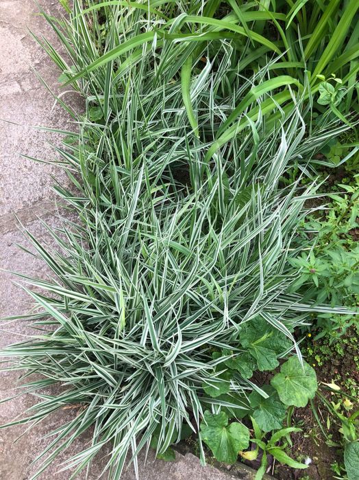 каланхое Маргарита здравец ирис и други