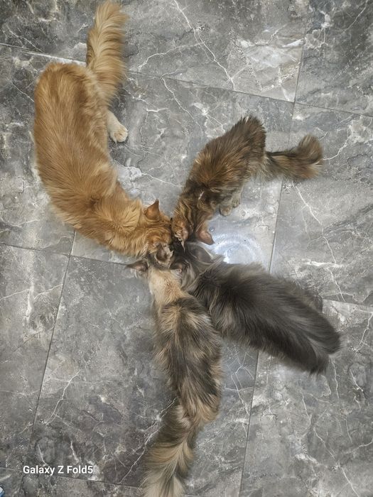 Полидакты мейнкуны