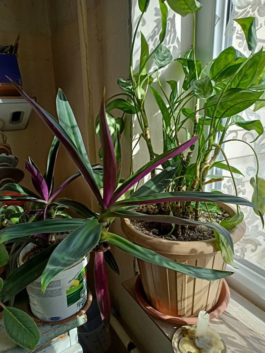 Домашние цветы на выбор