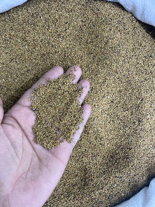 Beda urug'i toshkent 25 kg qop 33000 ming