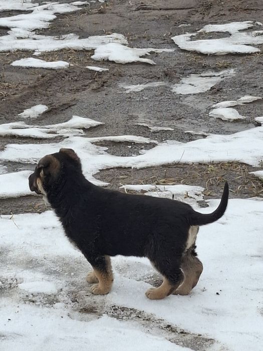 Щенки немецкого овчарки