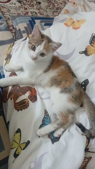Котёнок отдам даром