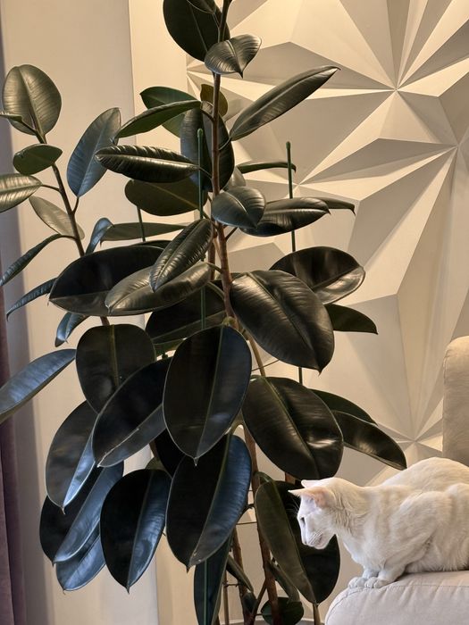 Фикус Эластика, Гигант, 3 ствола, высота 1,65