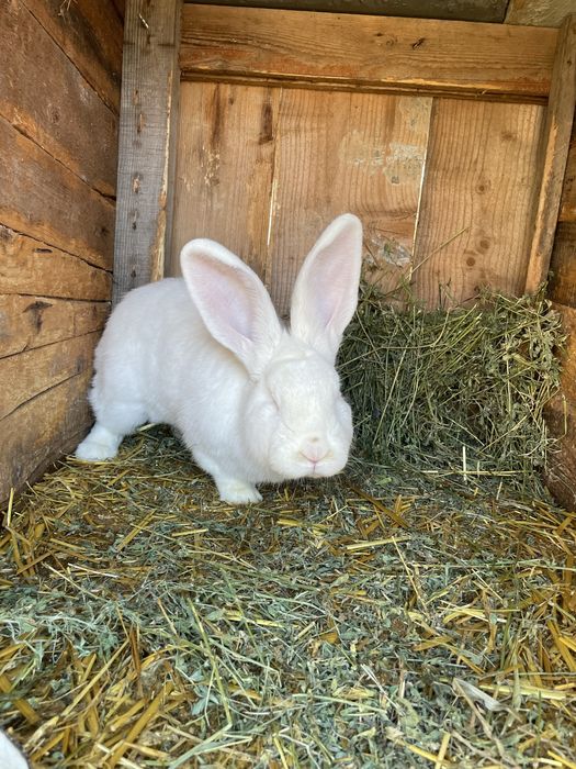 Vand mascul urias german alb