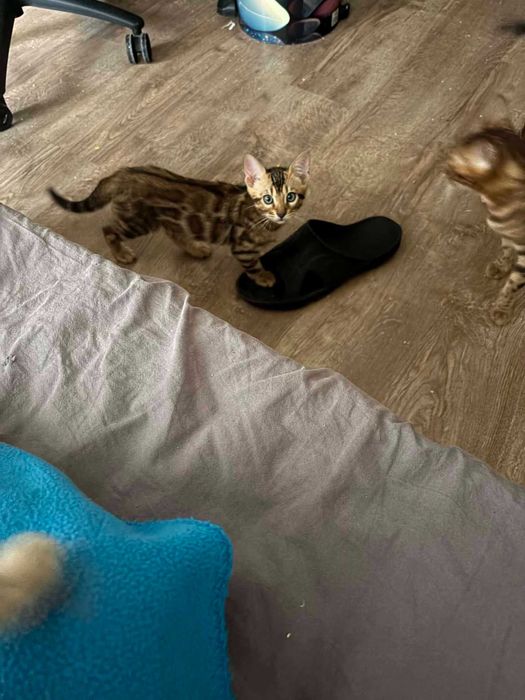 Бенгалски котенца