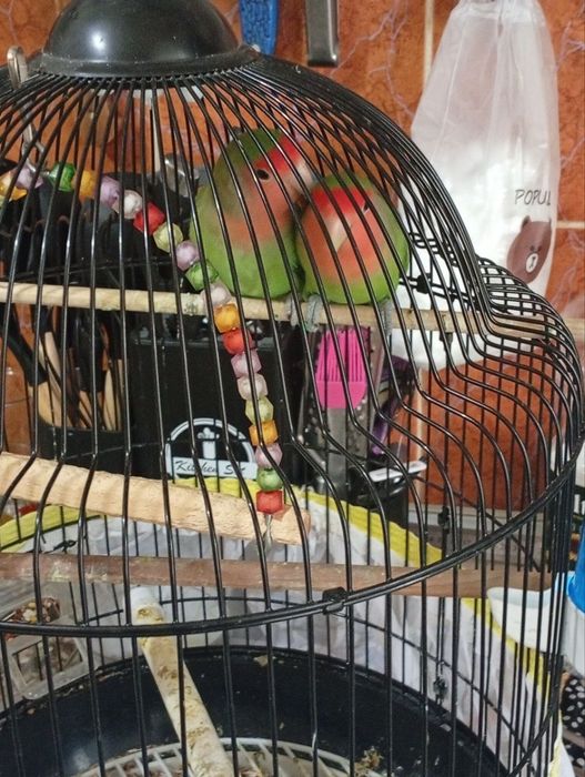 Неразлучки самец и самка