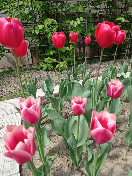 Тюльпаны на срез