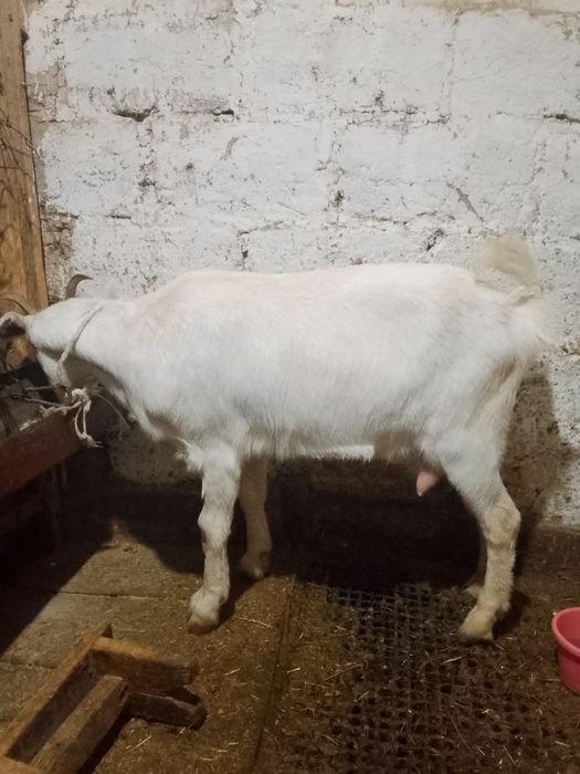 Козы перво котки