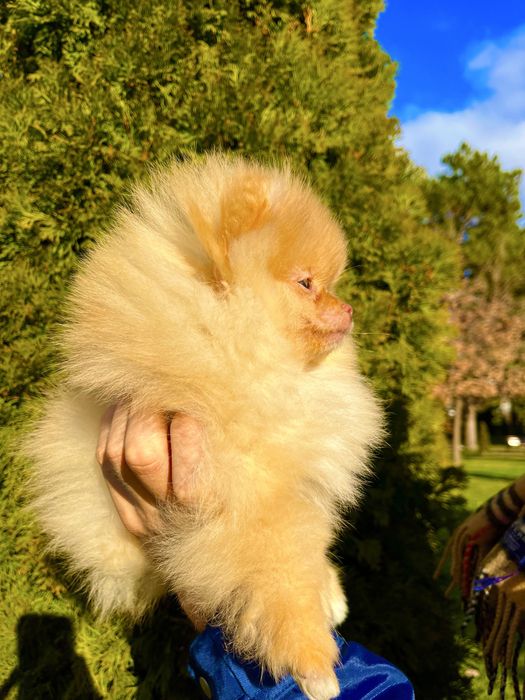 Mini pomeranian shpitz miniature