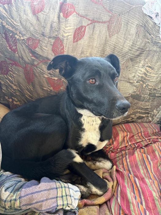 Щенки в добрые руки