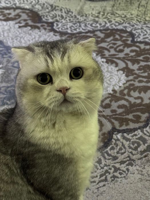 Шотландский вислоухий кот, возраст 2