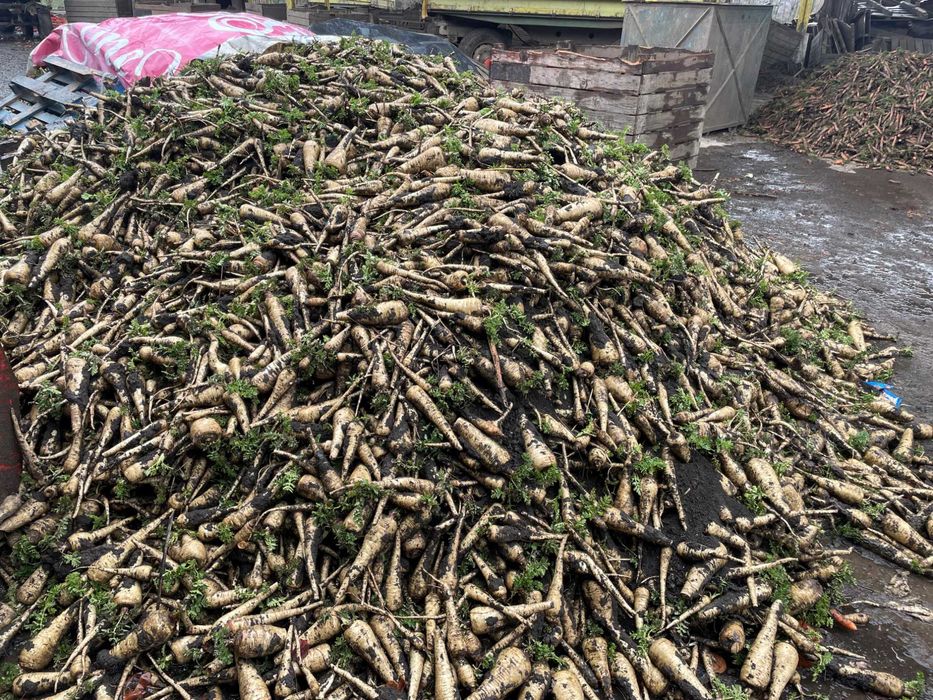 Ceapa , Morcov , Pastarnac