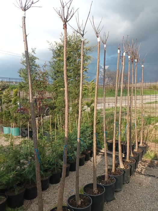 Catalpa globulara 200+ cm/ copaci ornamentali/ plante/ umbra