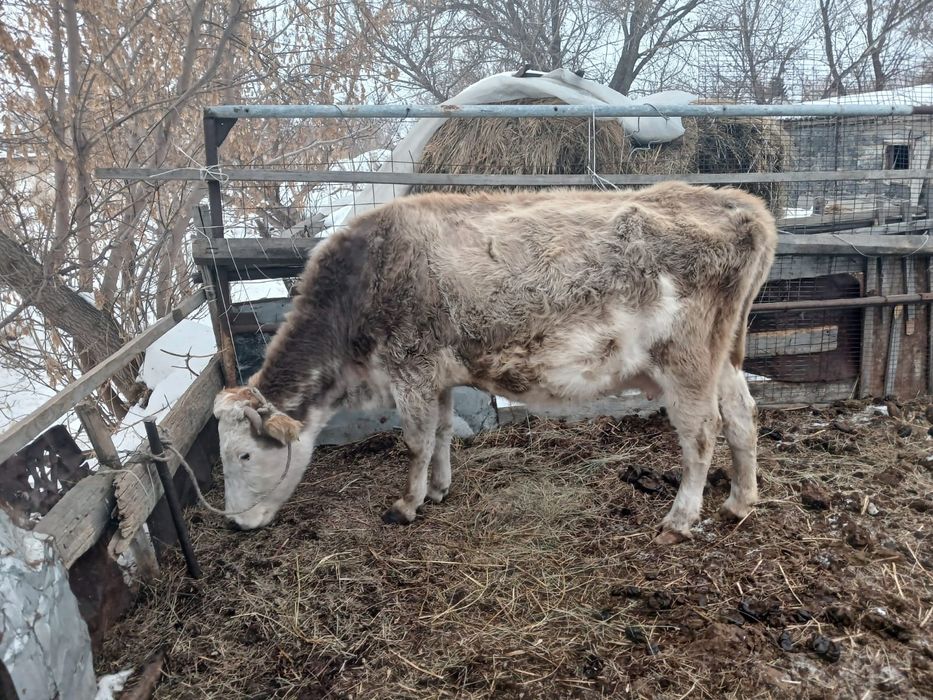 Сиыр сатылады хабарласыңыздар