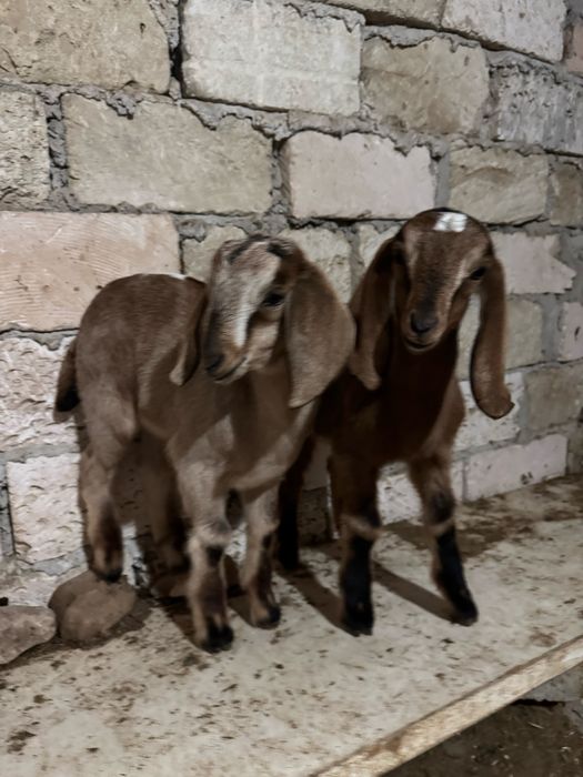 100% англо нубий теке лақтар сатылады