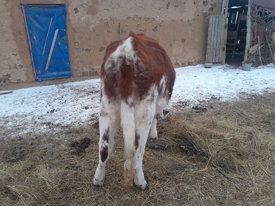 Қашар сатылады 400000 теңге