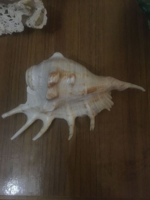 Продам ракушку морскую большую
