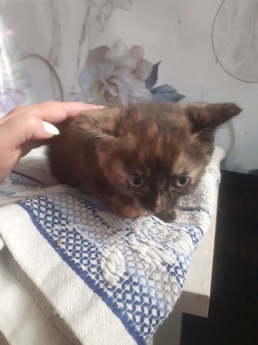 Срочно отдам котят.