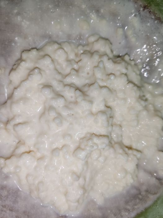 Ciupercă tibetană de chefir