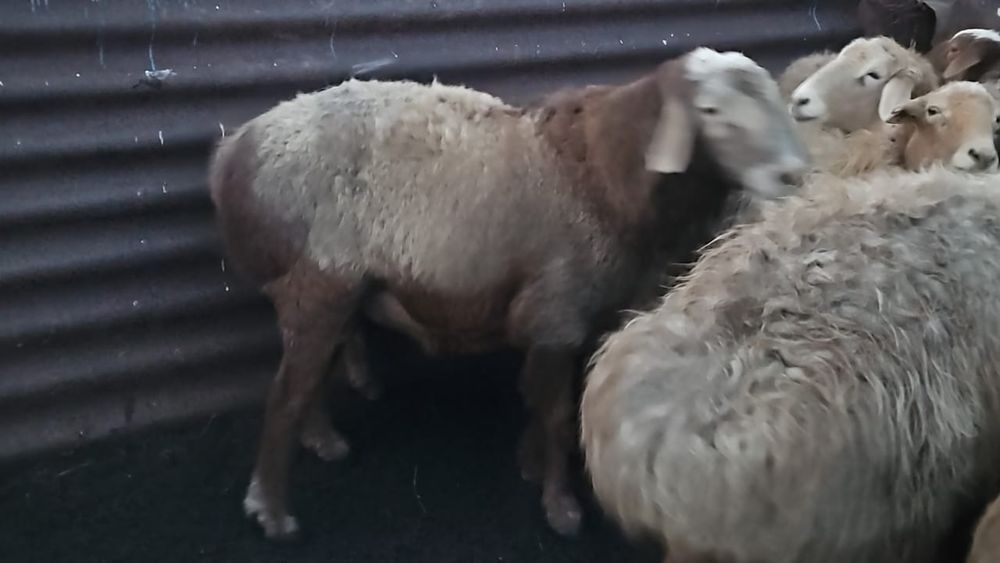 Едильбайские кошкары племенные