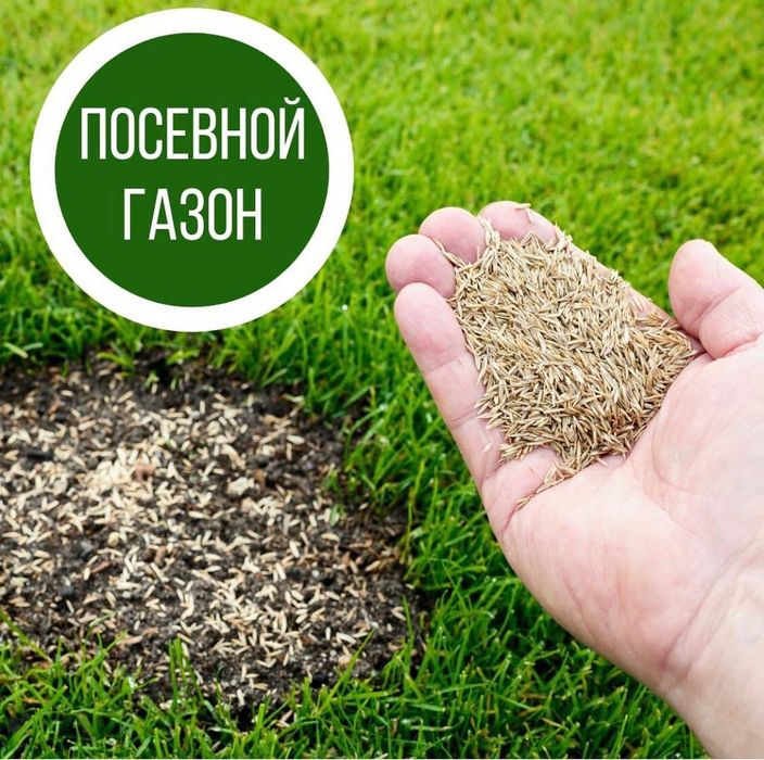 газон рулонный или посев с гарантией 100%