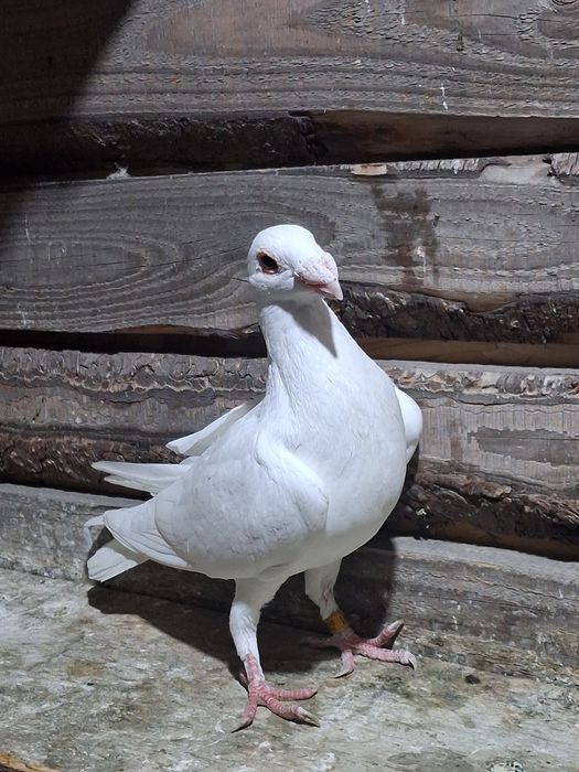 Porumbei de vânzare