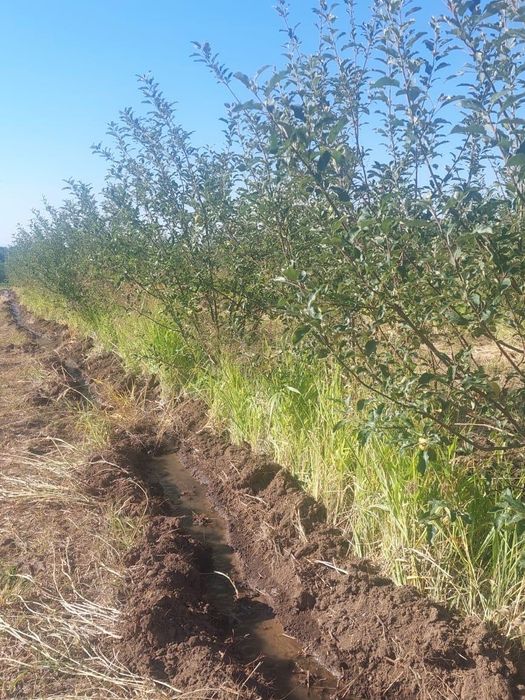 Все это меняю на дом Есике