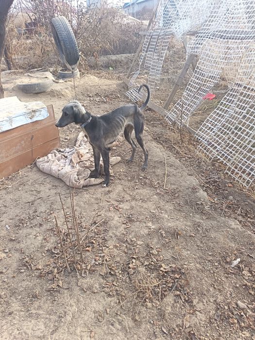 Тазы кушык сатылады