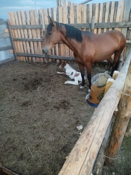 Продаются лошади