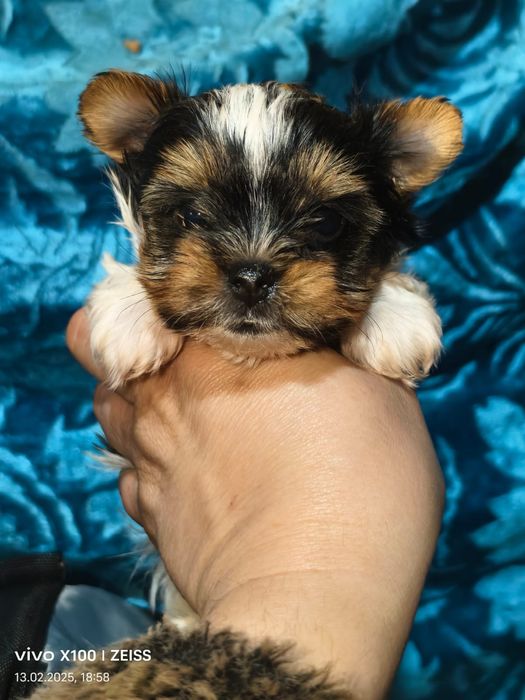 Очаровательные щенки бивера.