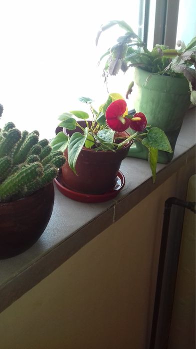 Inchiriez apartament 2 camere zona Dacia