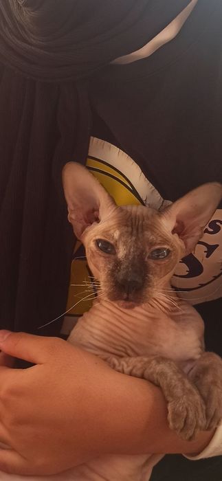 Сфинкс донской  девочка  ищет  заботливых мама и пап