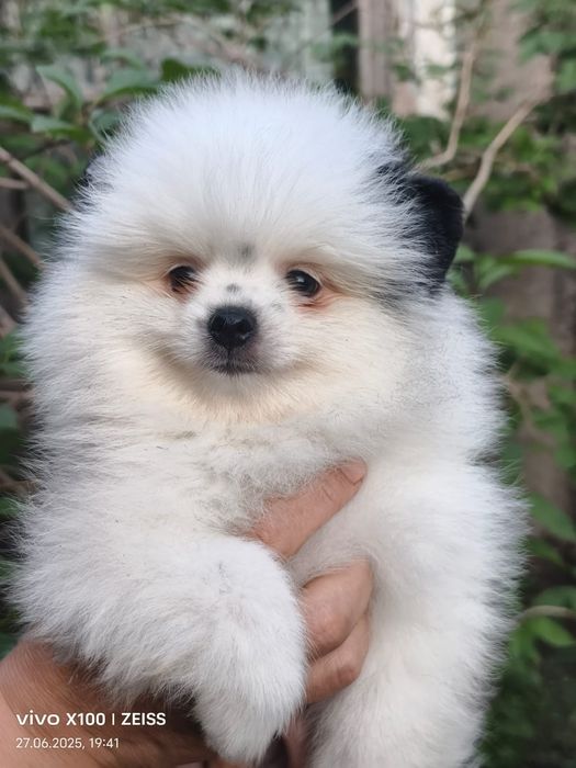 Очароваткльный мальчик шпица.