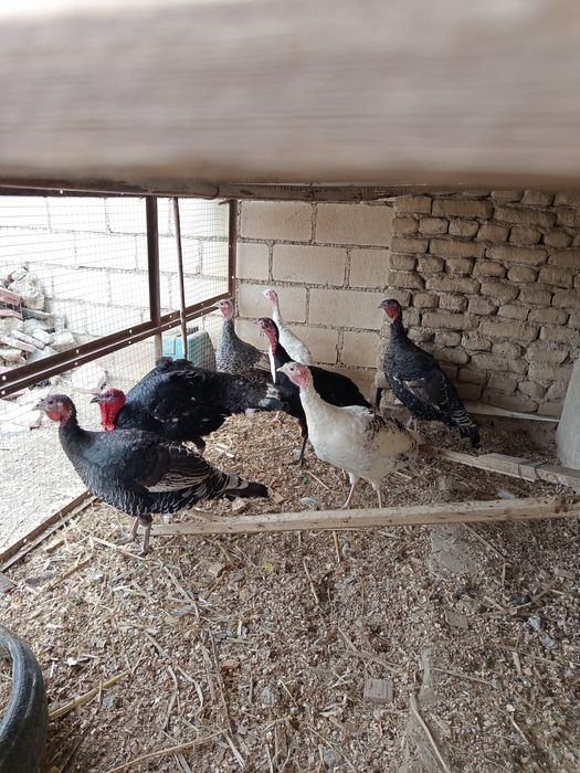 Куркалар сотилади