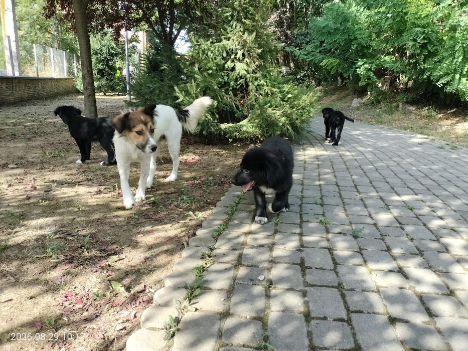 Donez catelusi pentru adoptie - in Cluj-Napoca si zonele limitrofe