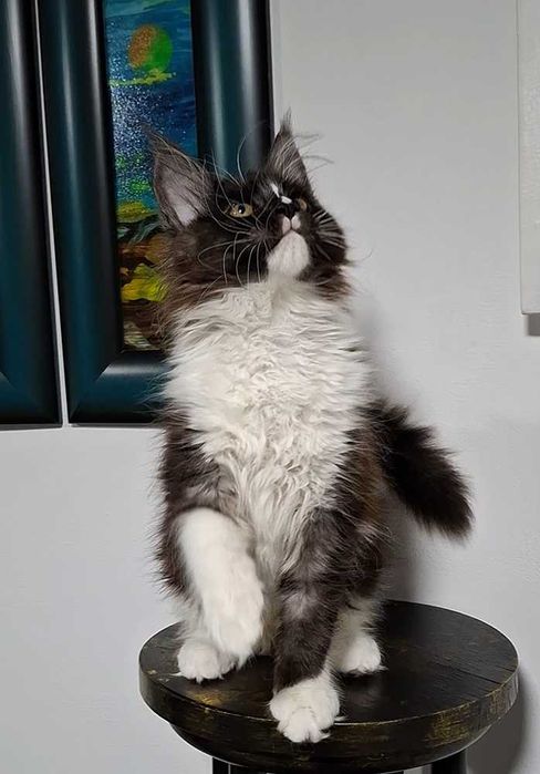 Felisa  WCF-rasa Maine Coon-Pedigree-Timisoara