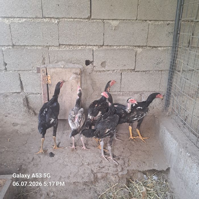 Продам даканов петухи