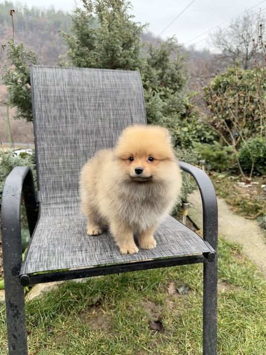 Померан момче със втора ваксина