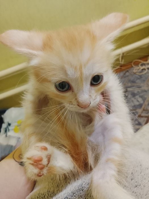 Бесплатно! Только в добрые руки!!!