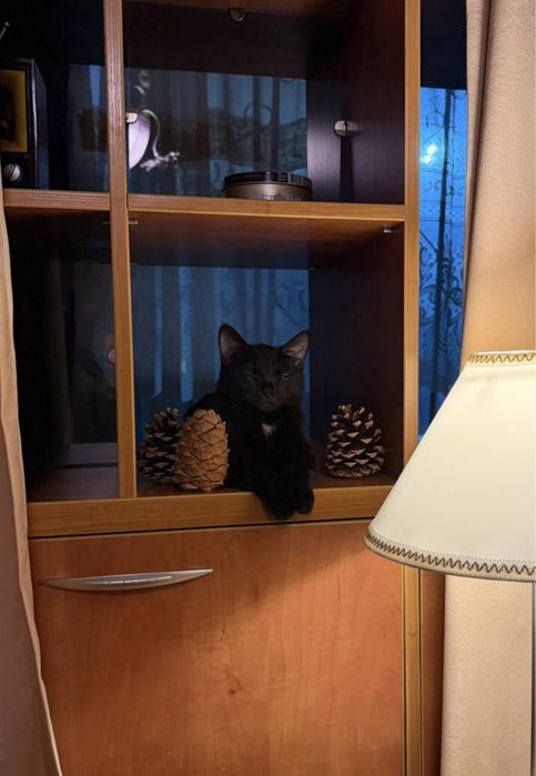 Кошечка в добрые руки, Капчагай