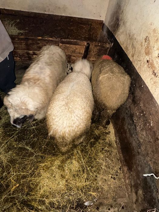 Vand 2 oi turcane si una carabașa